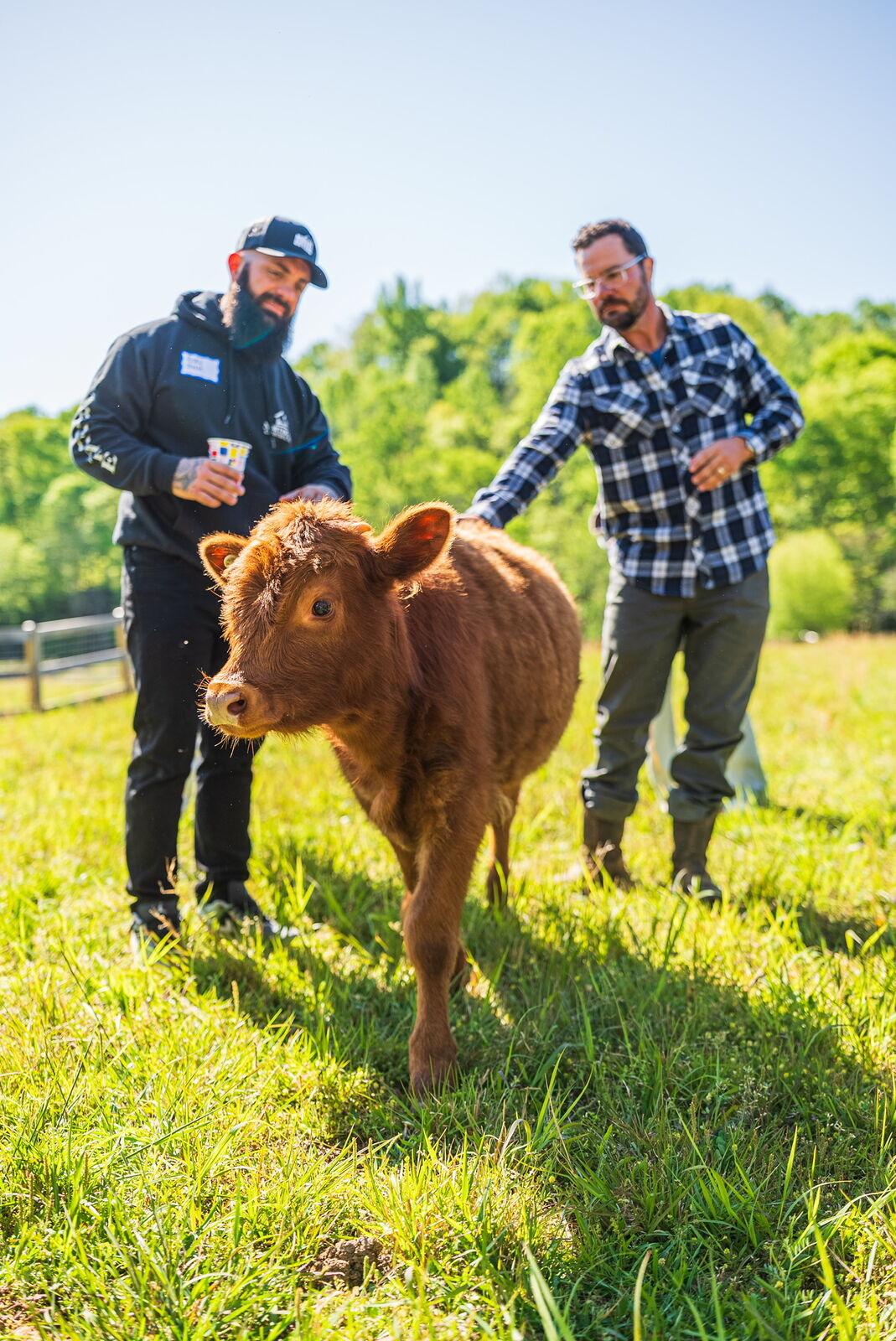 Baby calf at the farm